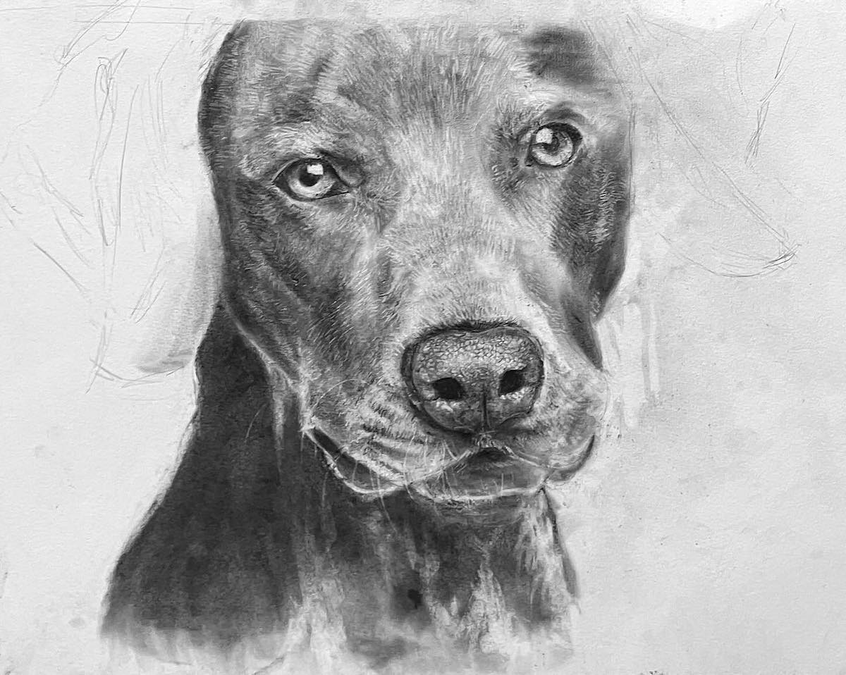 Cane bracco tedesco, disegno a carboncino, corso di arte per adolescenti a Firenze