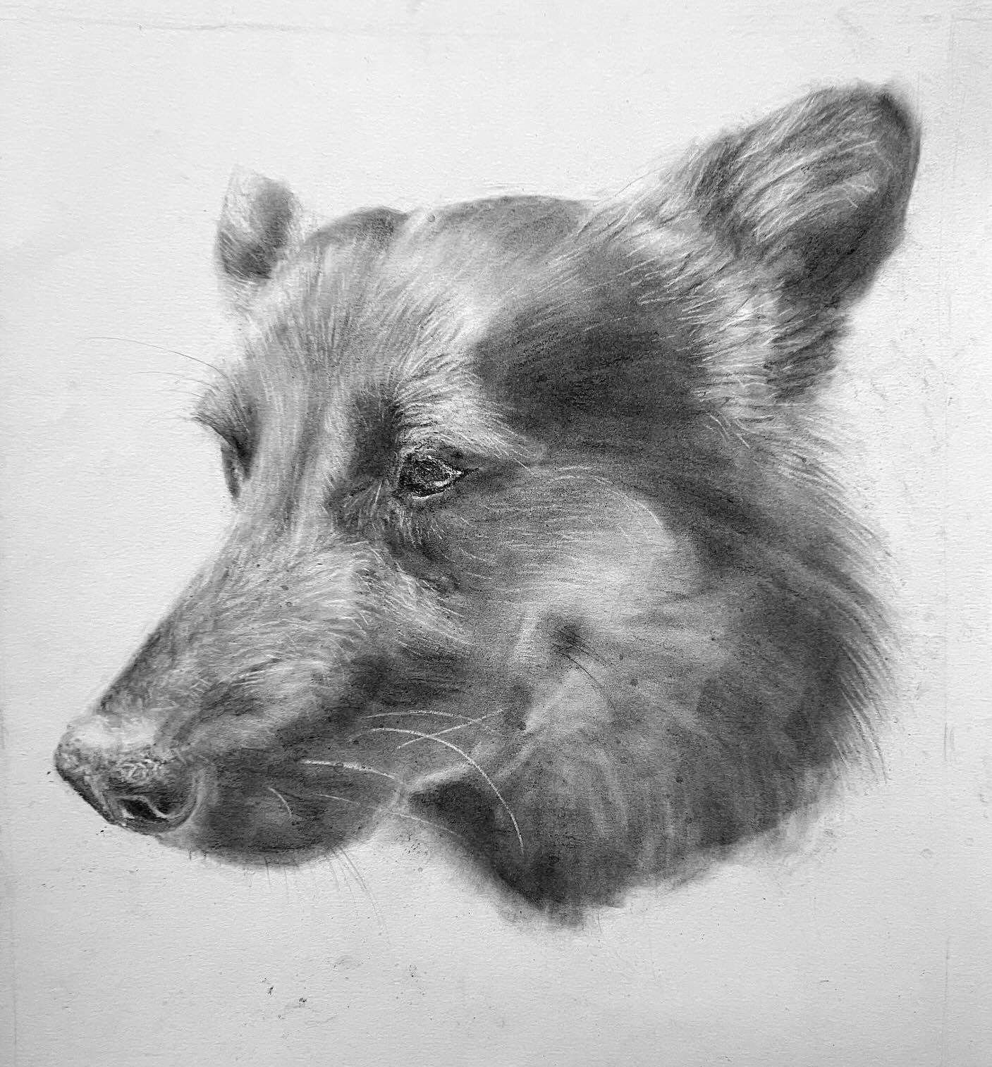 Cane lupo, disegno a carboncino, lezioni di disegno per ragazzi a Firenze