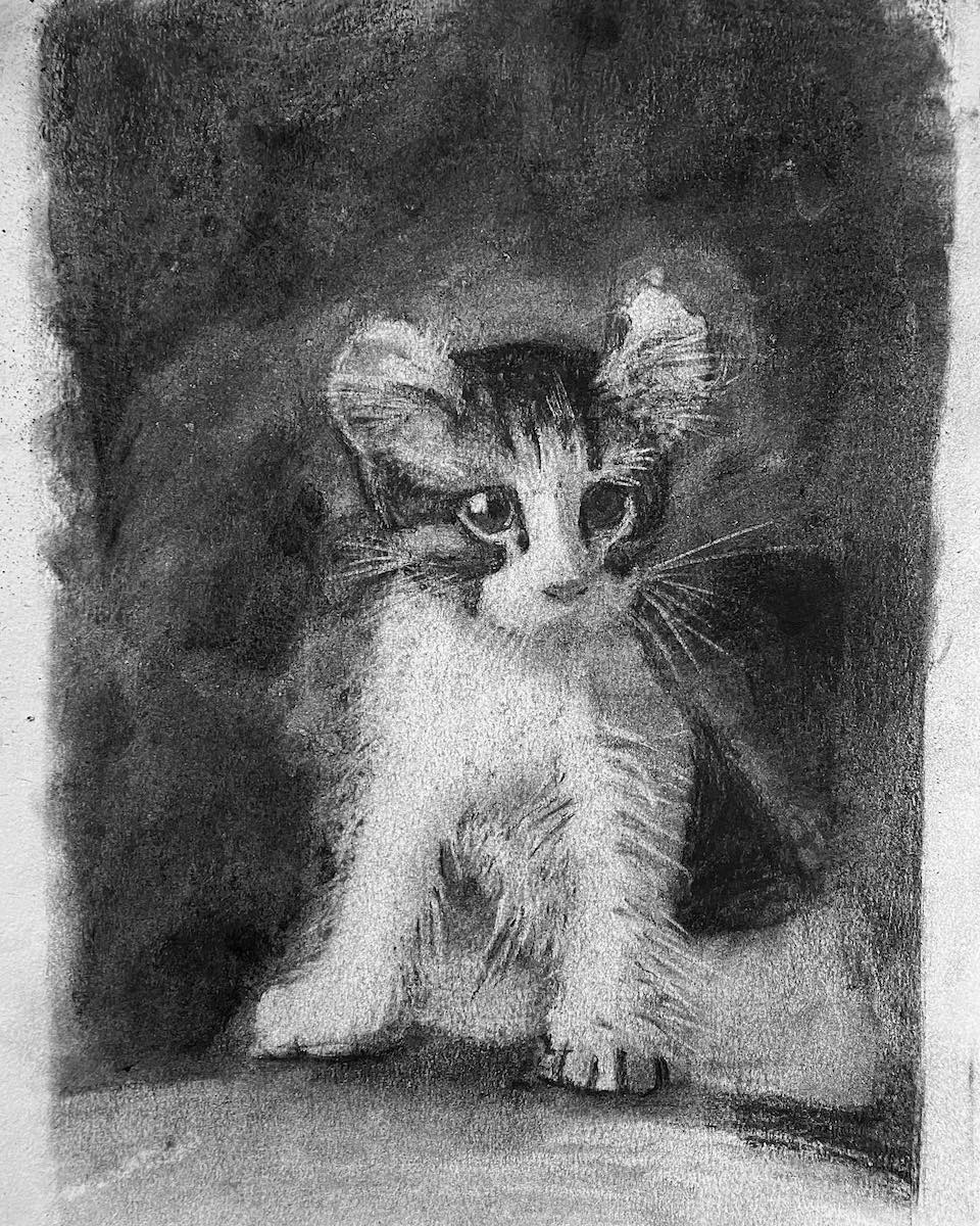 Gattino dolcissimo, carboncino, disegnato da un allievo del corso di disegno per ragazzi